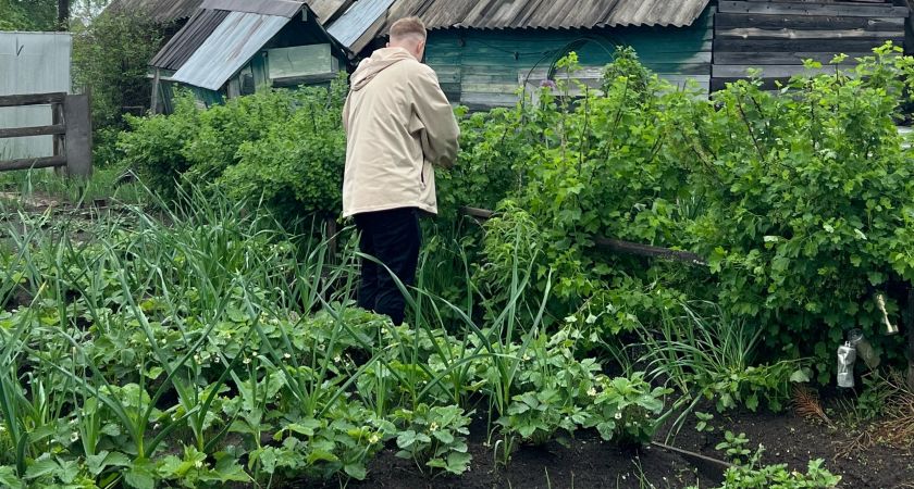 Россиянам грозит большой штраф и срок за это растение на участке: обновления в законах для владельцев дач в 2025-м