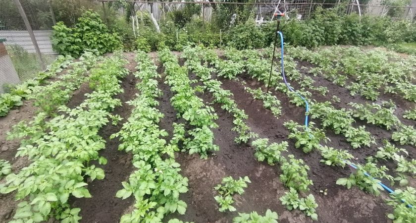 "Посадила между картошкой и собрала в два раза больше": рабочие схемы по повышению урожая
