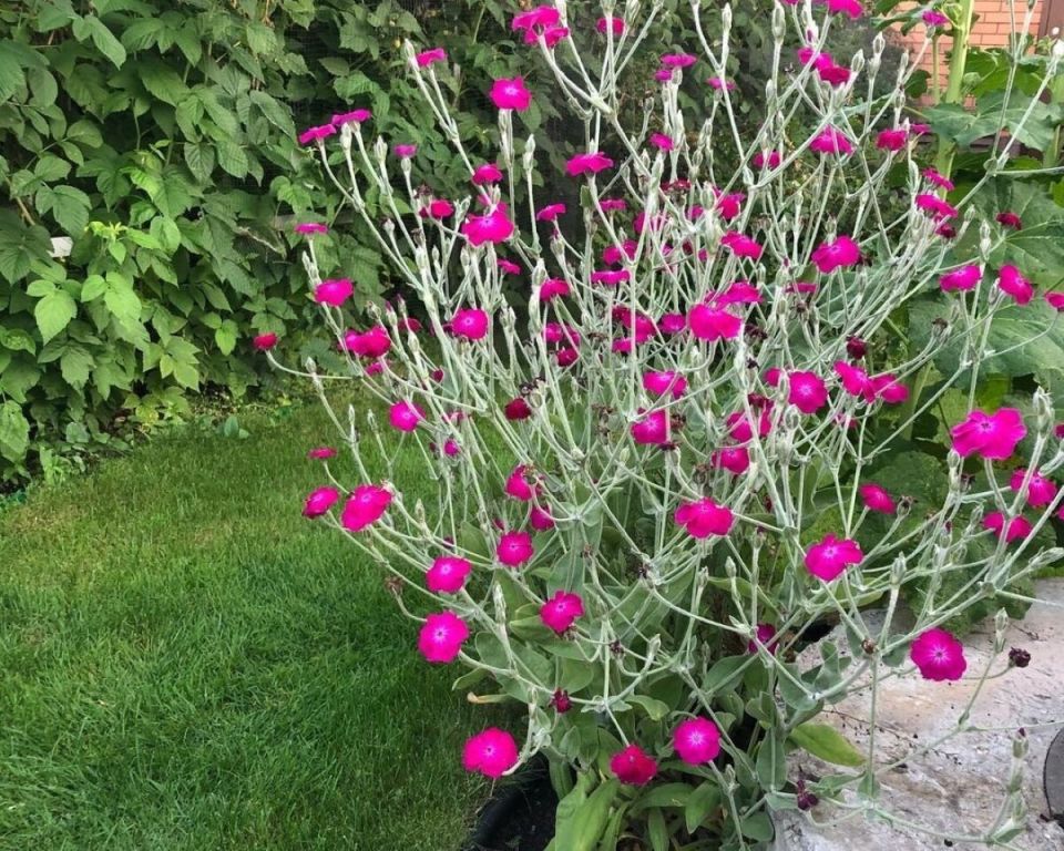 11     ''