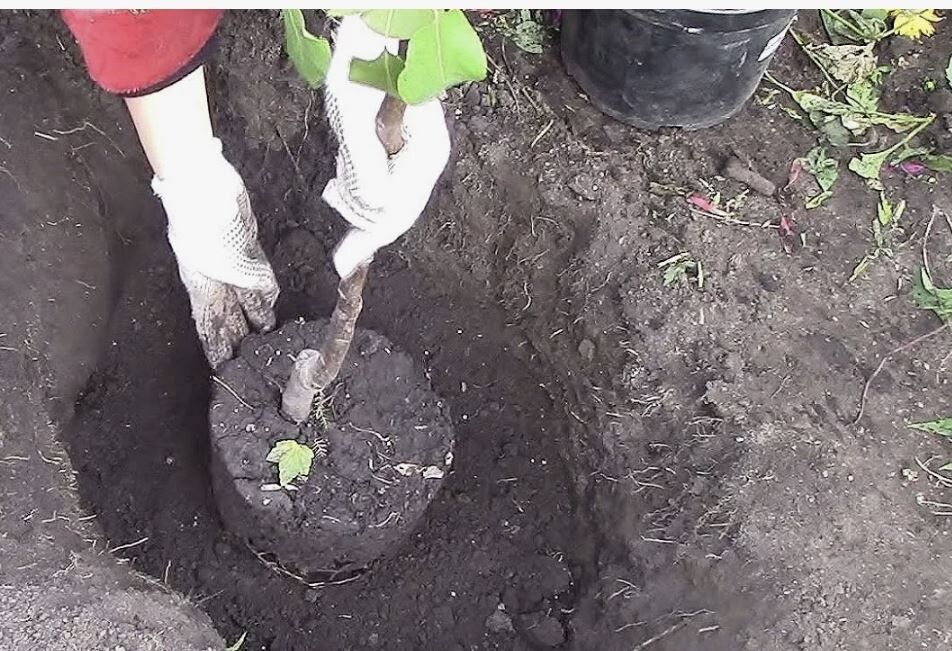     ,    