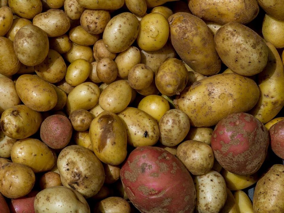 Как увеличить урожай картошки в три раза без лишних усилий
