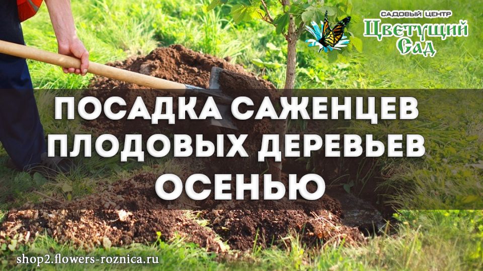Осеннее волшебство: как правильно сажать плодовые деревья