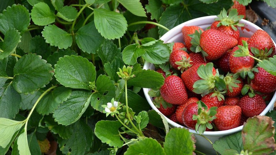 Клубника под защитой: как справиться с вредителями