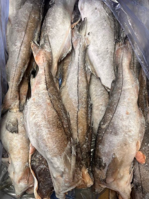 Пикша с прилавка: свежий улов по доступной цене