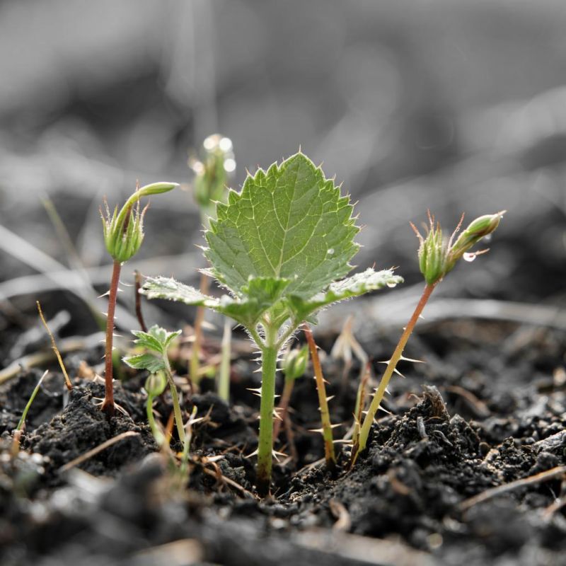Крапива: неожиданный друг огородника, превращающий сорняк в зелёное удобрение