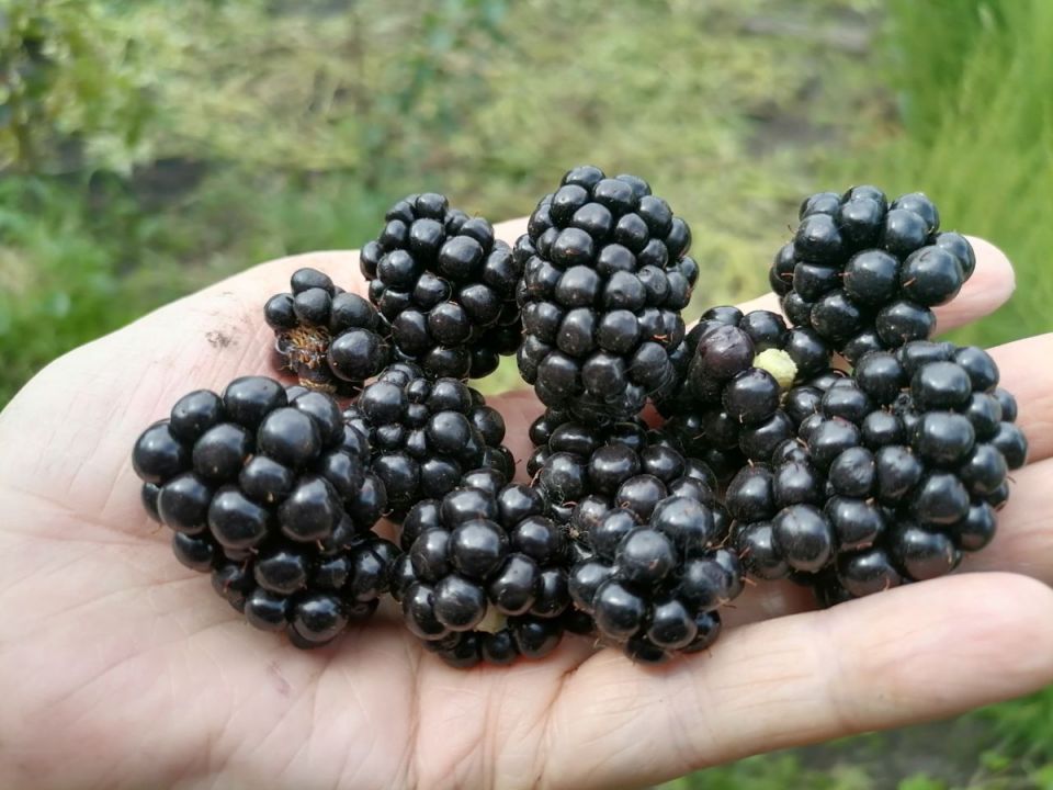 Ежевика из Сибири: как растет в условиях сурового климата