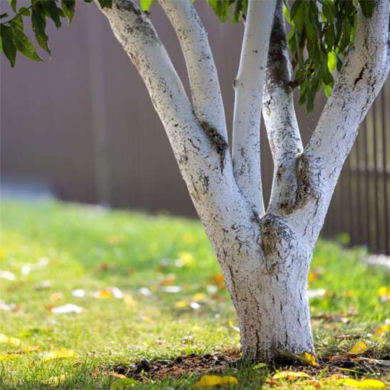 Как самостоятельно создать долговечную садовую побелку для защиты деревьев