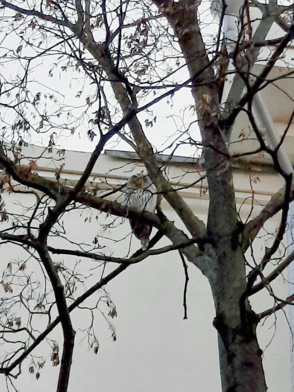 Ночная гостья в центре города: сова между машинами и людьми