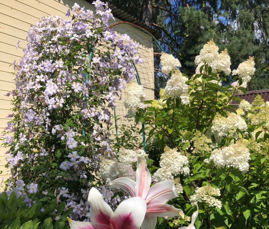 Как правильно ухаживать за клематисами: обрезка и зимовка по группам