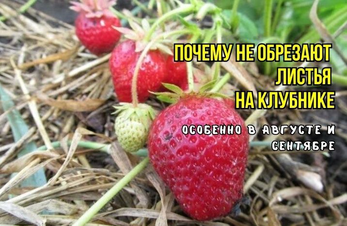 Как правильно обрезать клубнику: советы для овладения искусством садоводства