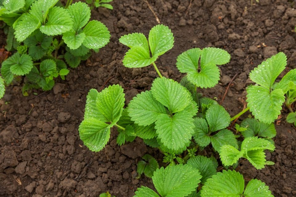 10 причин, почему садовая земляника не цветет: проблемы и решения