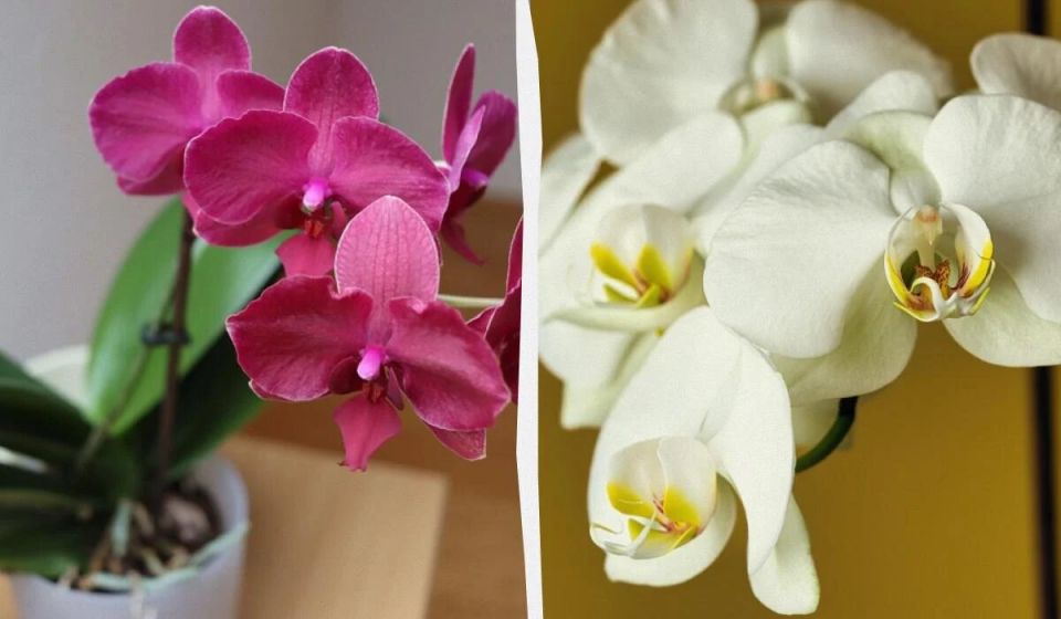 Размножение орхидей: секреты, позволяющие всегда иметь цветы дома