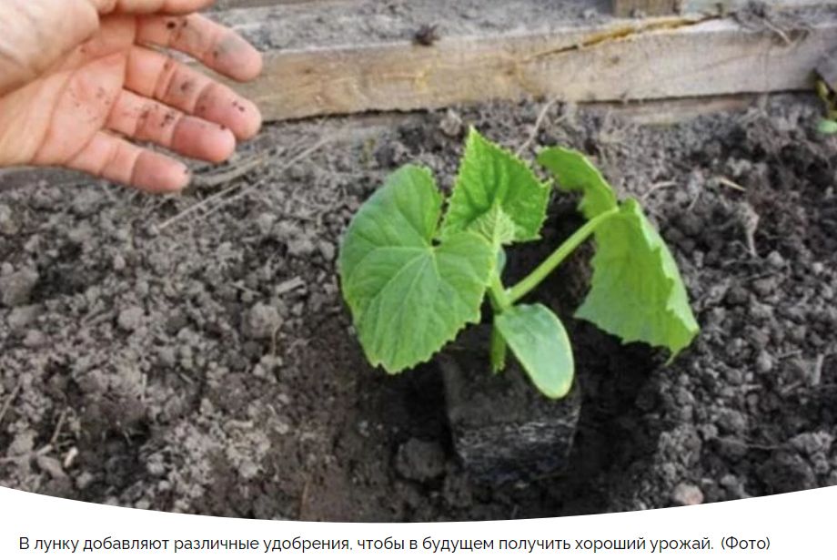 Идеальная подготовка грядки для огурцов