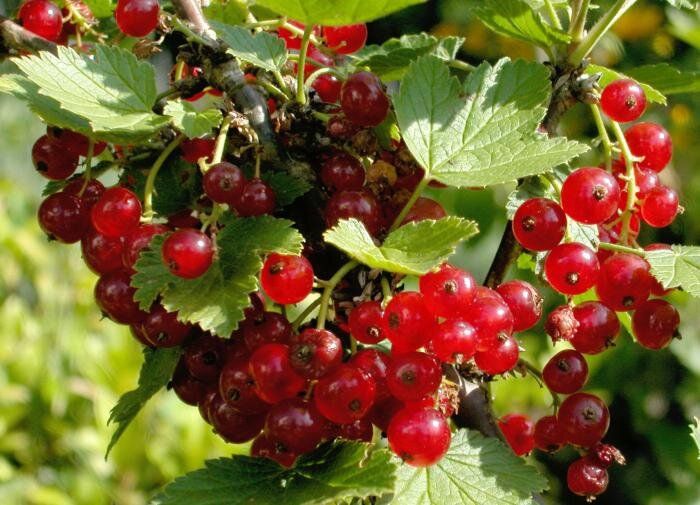 Пять распространенных ошибок в уходе за смородиной, которые лишают вас урожая