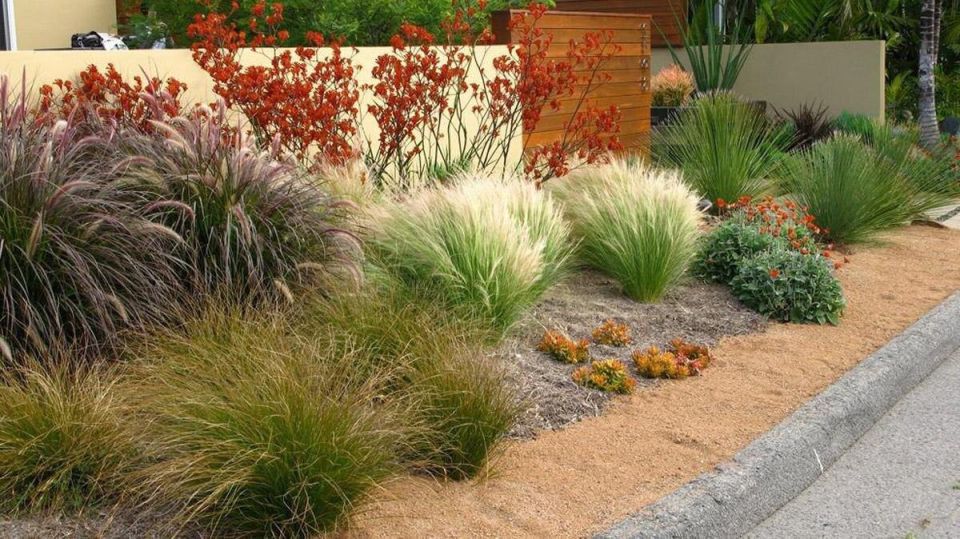 Злаки для стильного цветника: выбираем лучшие быстрорастущие виды