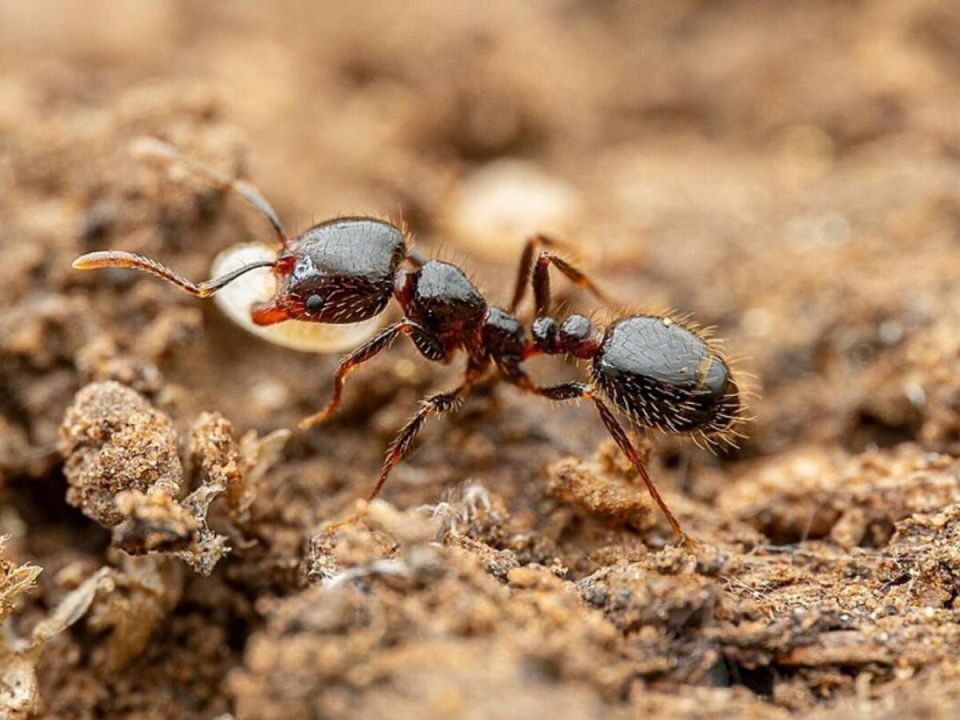 Муравьи на дачах: союзники или враги? Узнайте, как с ними справляться