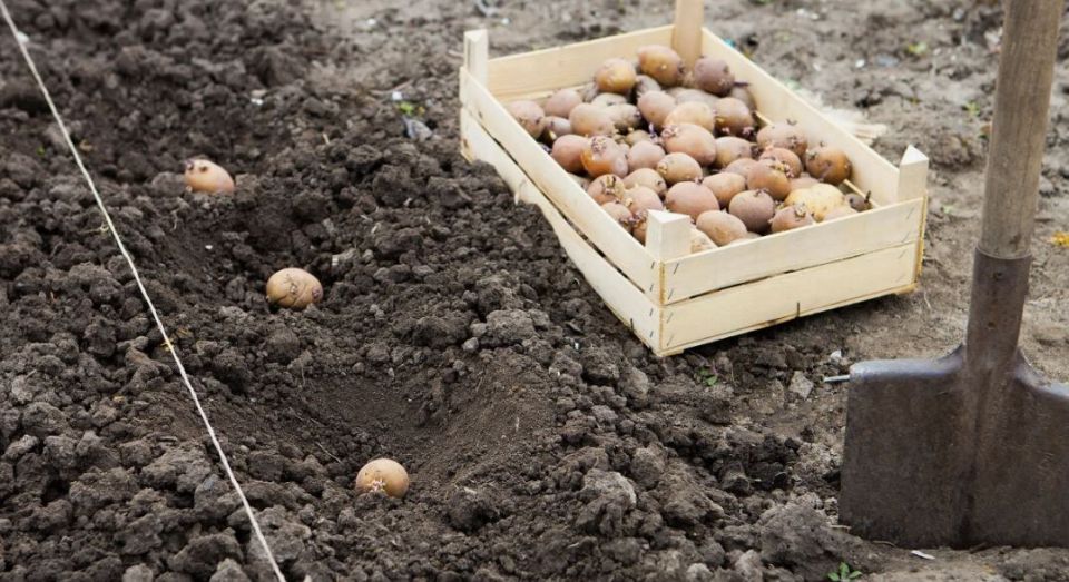 Ошибки при посадке картофеля, от которых зависит урожай