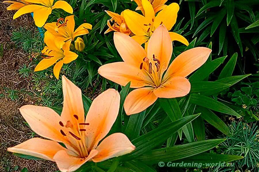 Как спасти прорастающие лилии осенью: полезные советы для садоводов