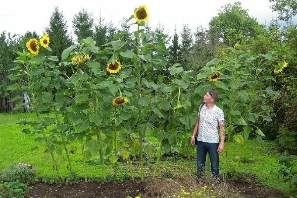 Подсолнечники-гиганты: уникальные характеристики и лучшие сорта