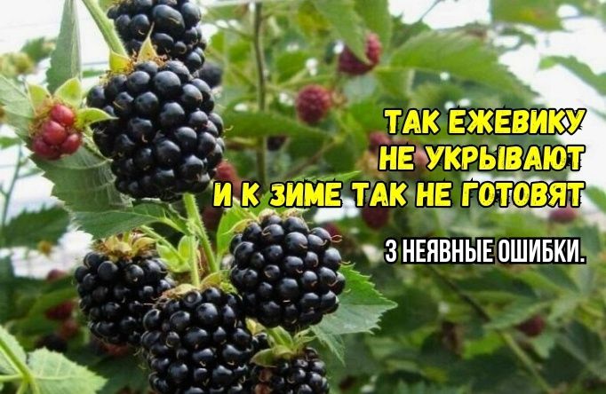 Предостережения для садоводов: три ошибки при зимовке ежевики