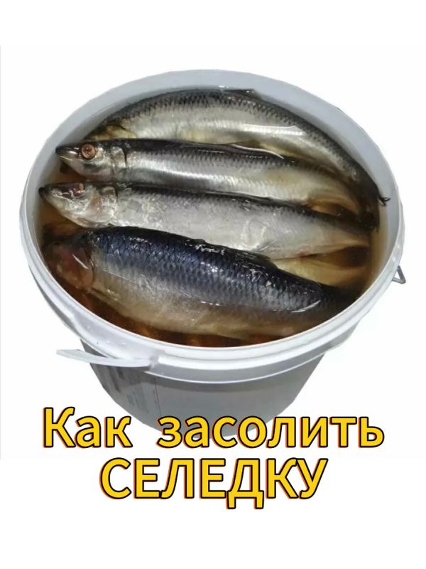 Искусство засолки селедки