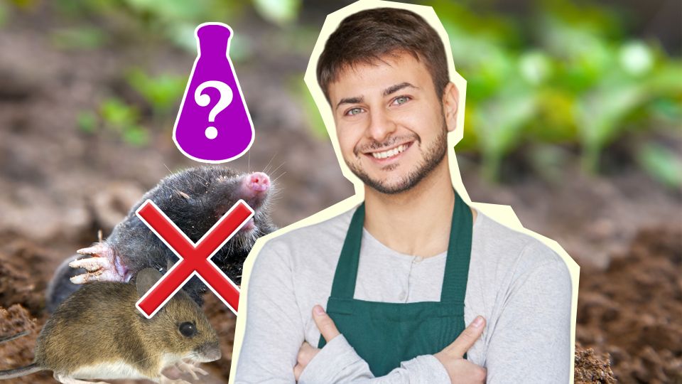 Крысы и кроты забудут дорогу к вашему участку: их спровадит этот копеечный раствор