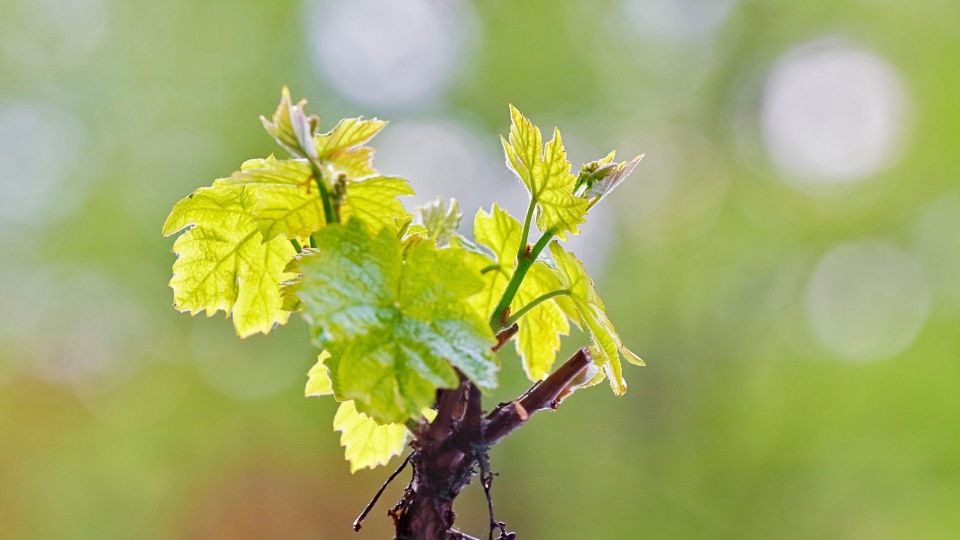 Как оживить сухой саженец винограда: способ подсказал эксперт