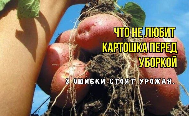 Тайны долгого хранения картофеля: как избежать распространенных ошибок