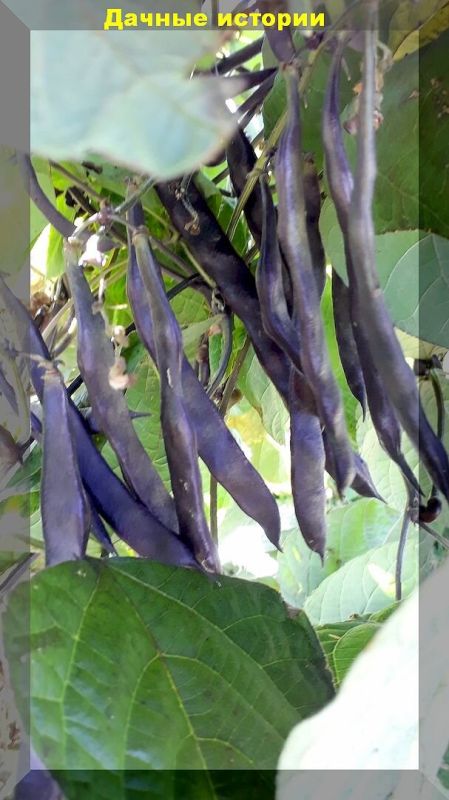 Спаржевая фасоль: топ-5 сортов, которые стоит попробовать в 2025 году