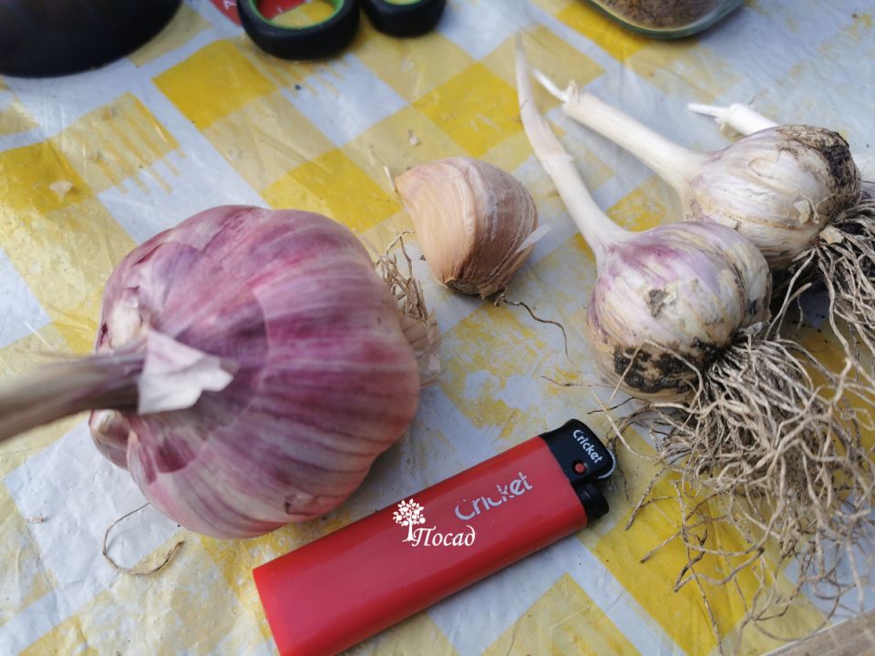 Почему гниёт чеснок: ключевые причины и советы по уходу