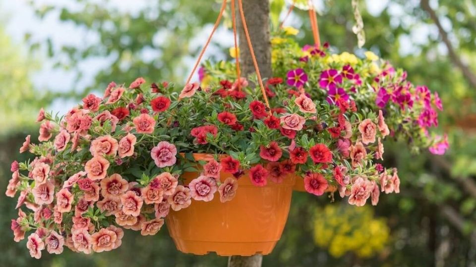 Как вырастить ампельную петунию без пикировки: простой и эффективный метод