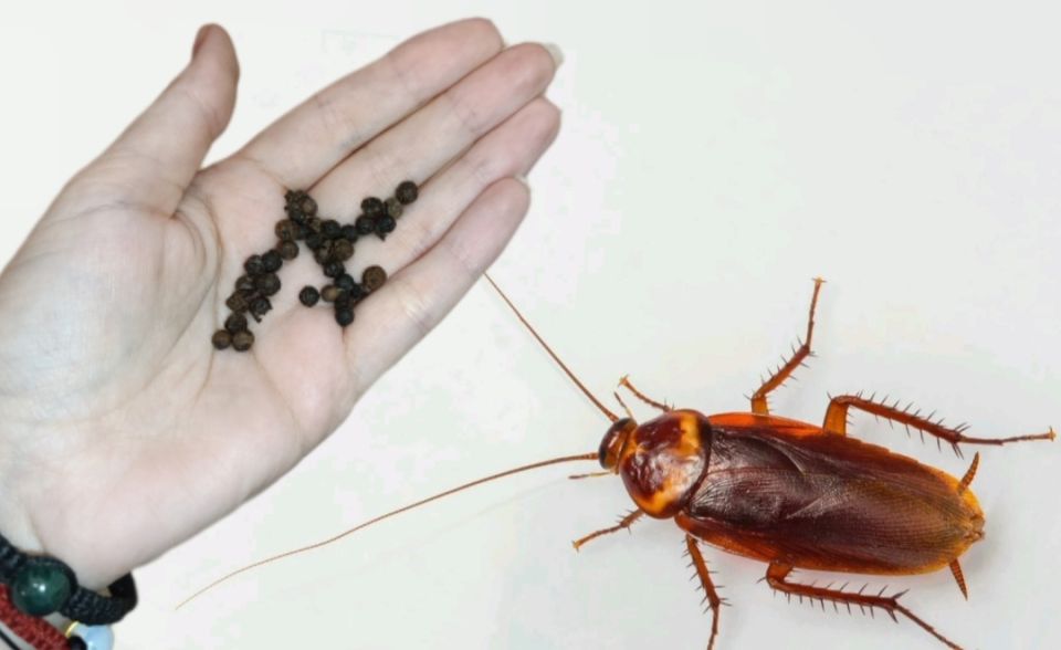 Тараканы в доме? Устраните их навсегда!