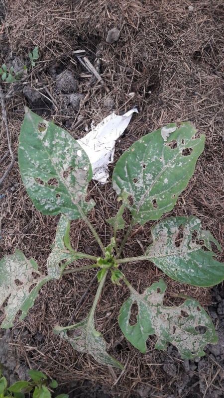 Выращивание перца: от горького до сладкого