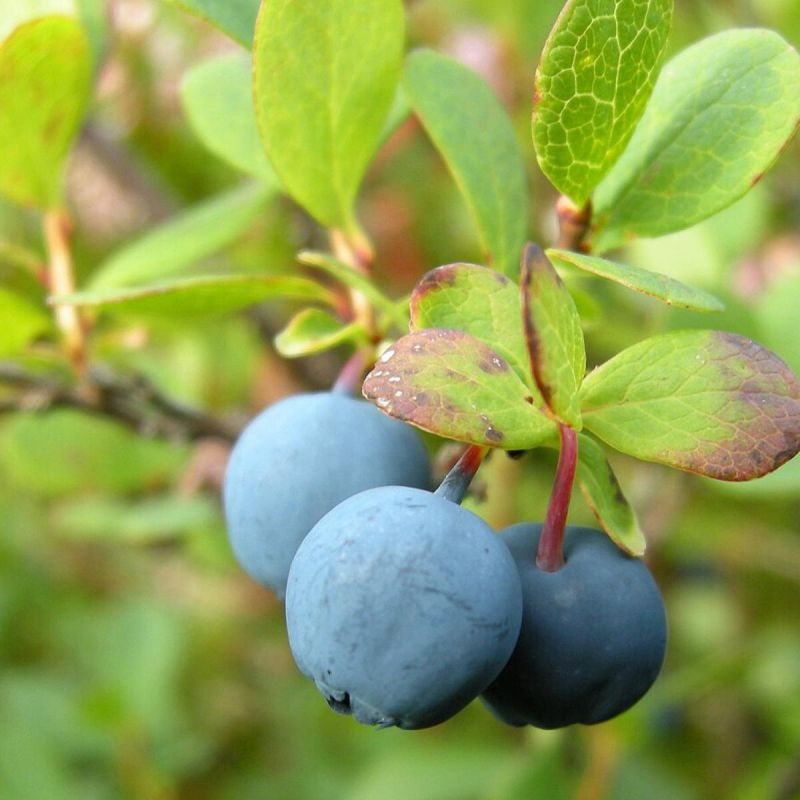 Как добиться богатого урожая голубики