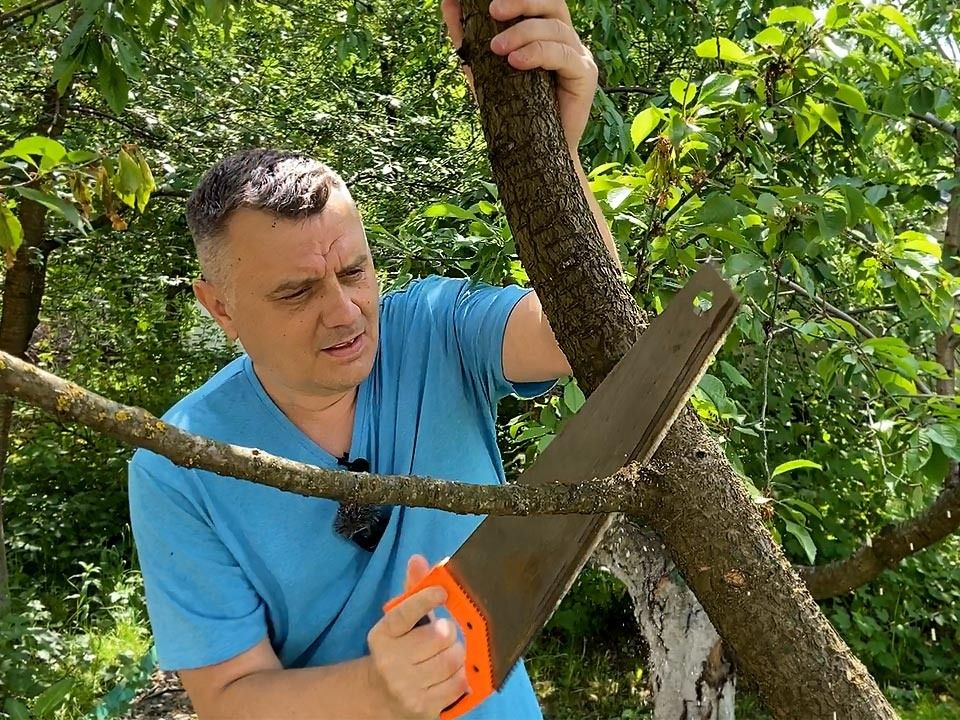 Секреты осенней обрезки: как сделать это правильно и без лишних усилий