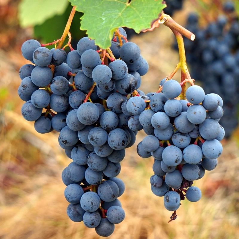 Почему виноград Агат Донской - идеальный выбор для садоводов средней полосы России