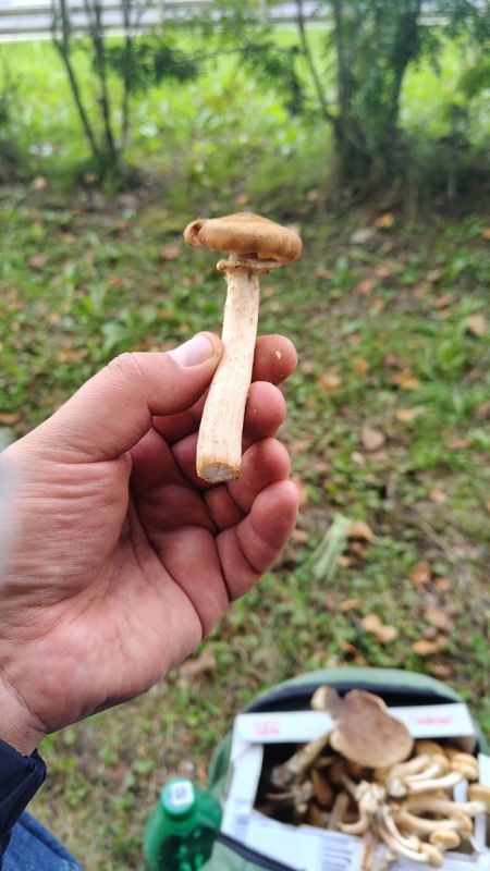 Грибной сезон: охота за осенними деликатесами в Подмосковье