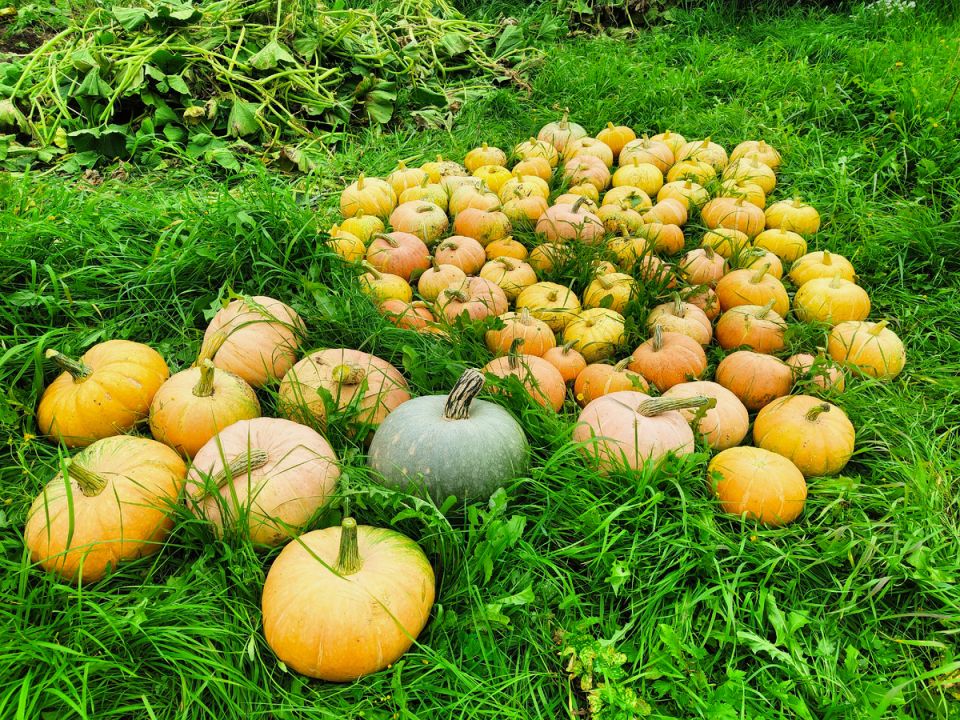 Тыквенные семечки: Как правильно их высушить и получить вкусный перекус