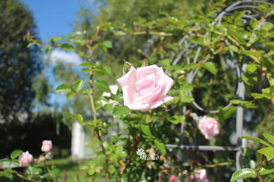 Как прятать розы без травм: оценка кольчужной перчатки