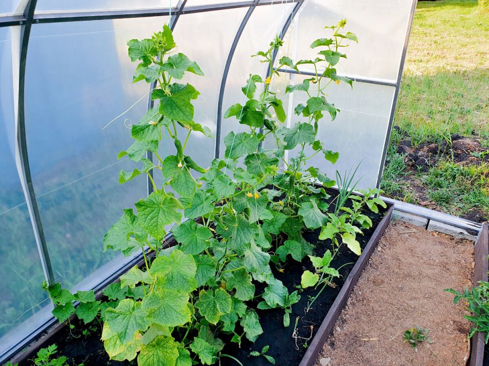 Как огурцы бросили вызов: неожиданная борьба с вредителями