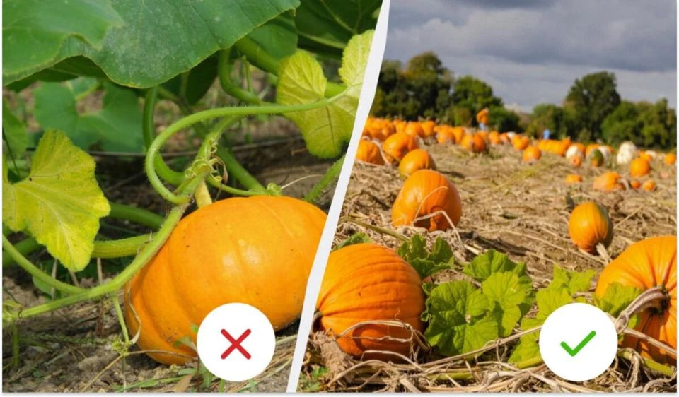 Как выбрать идеальную тыкву: секреты, которые нужно знать