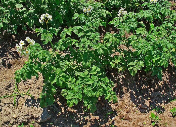 Загадки лунного календаря: когда сажать картошку в 2025 году