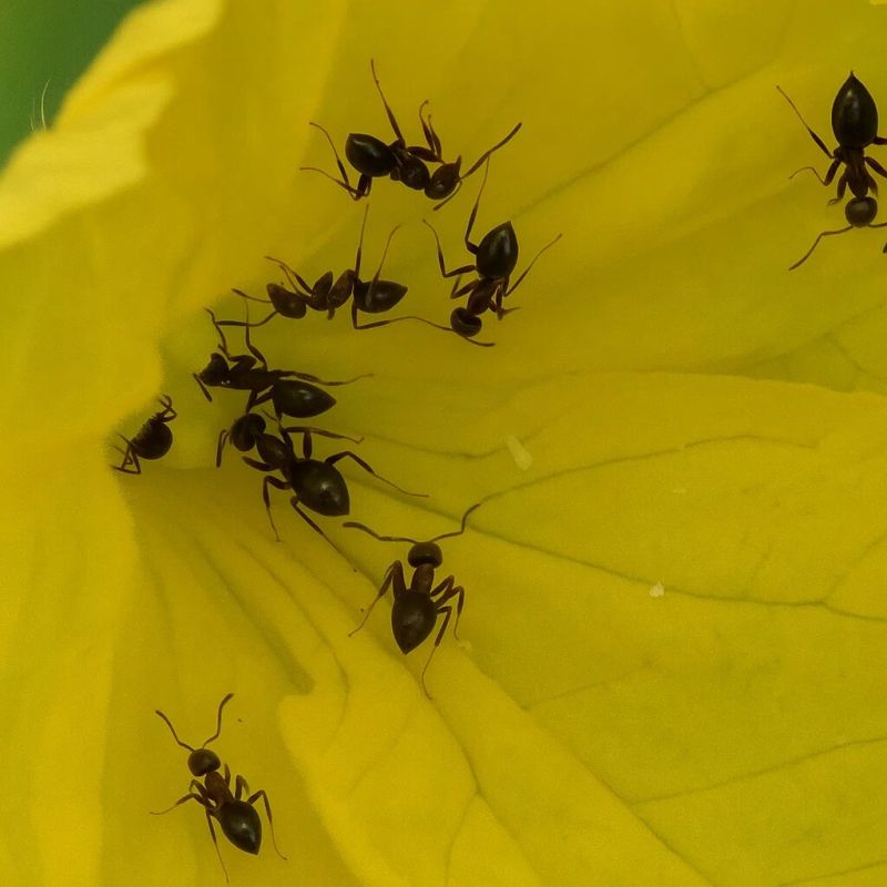 Неочевидная угроза муравьев на огуречной грядке