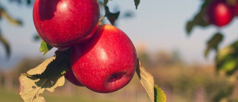 Когда лучше всего сажать плодовые деревья: осенью или весной?