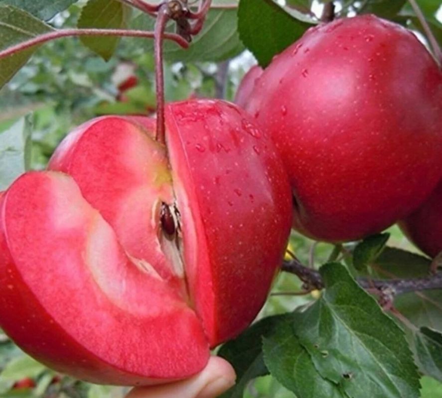 Как правильно посадить яблоню в средней полосе России: советы для успешного начала