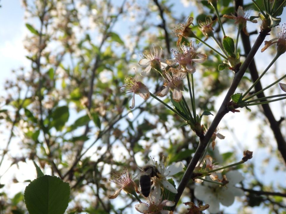 Монилиоз: Уничтожительный враг садоводов и как с ним бороться