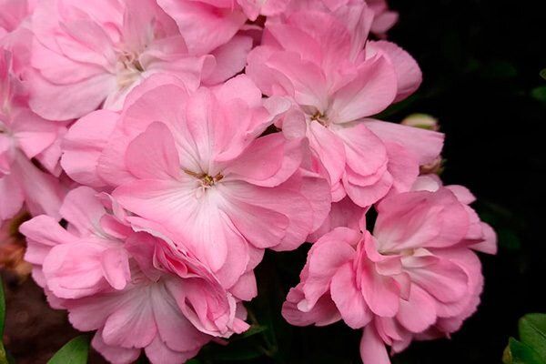 Пеларгония ЛиА: яркие акценты для любого интерьера