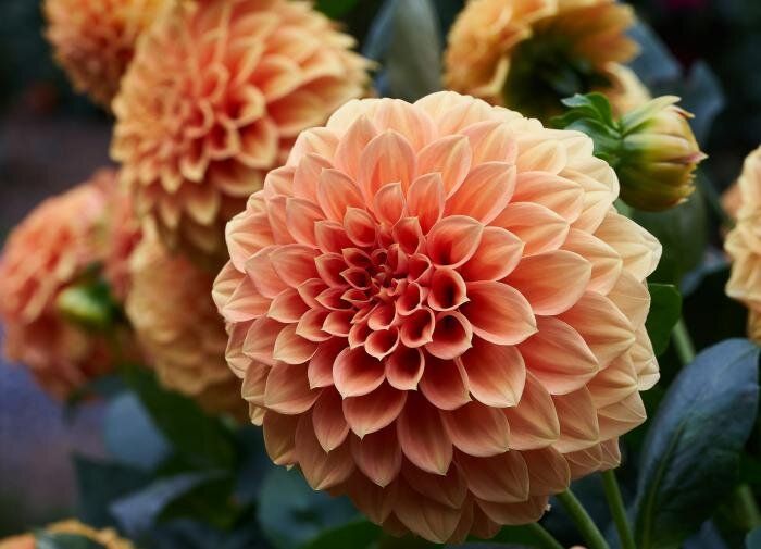 Георгины в борьбе с диабетом: революционная находка ученых