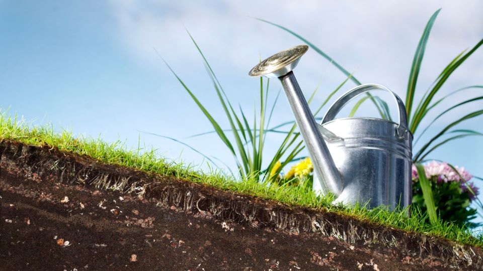 Об урожае можете и не мечтать: эти ошибки с золой сведут на нет все усилия