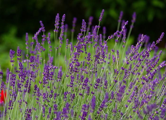 Почему лаванда — идеальное решение для вашего дачного участка
